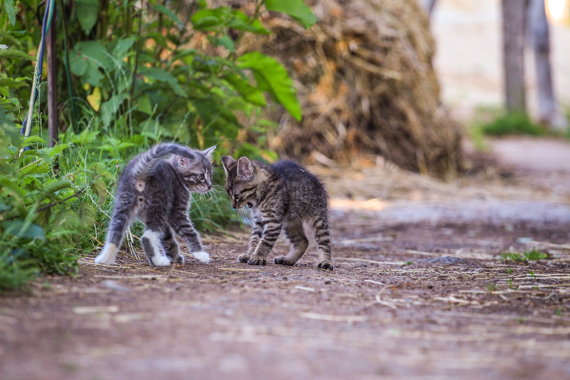 Tiere fragen