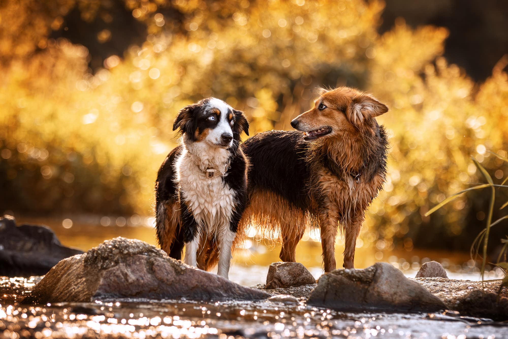Tierfotografie Sachsen-04