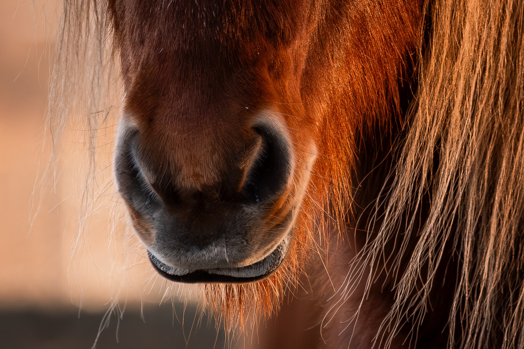 Tierfotografie Sachsen-12