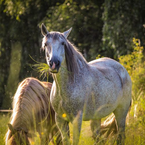 Shooting Pferd
